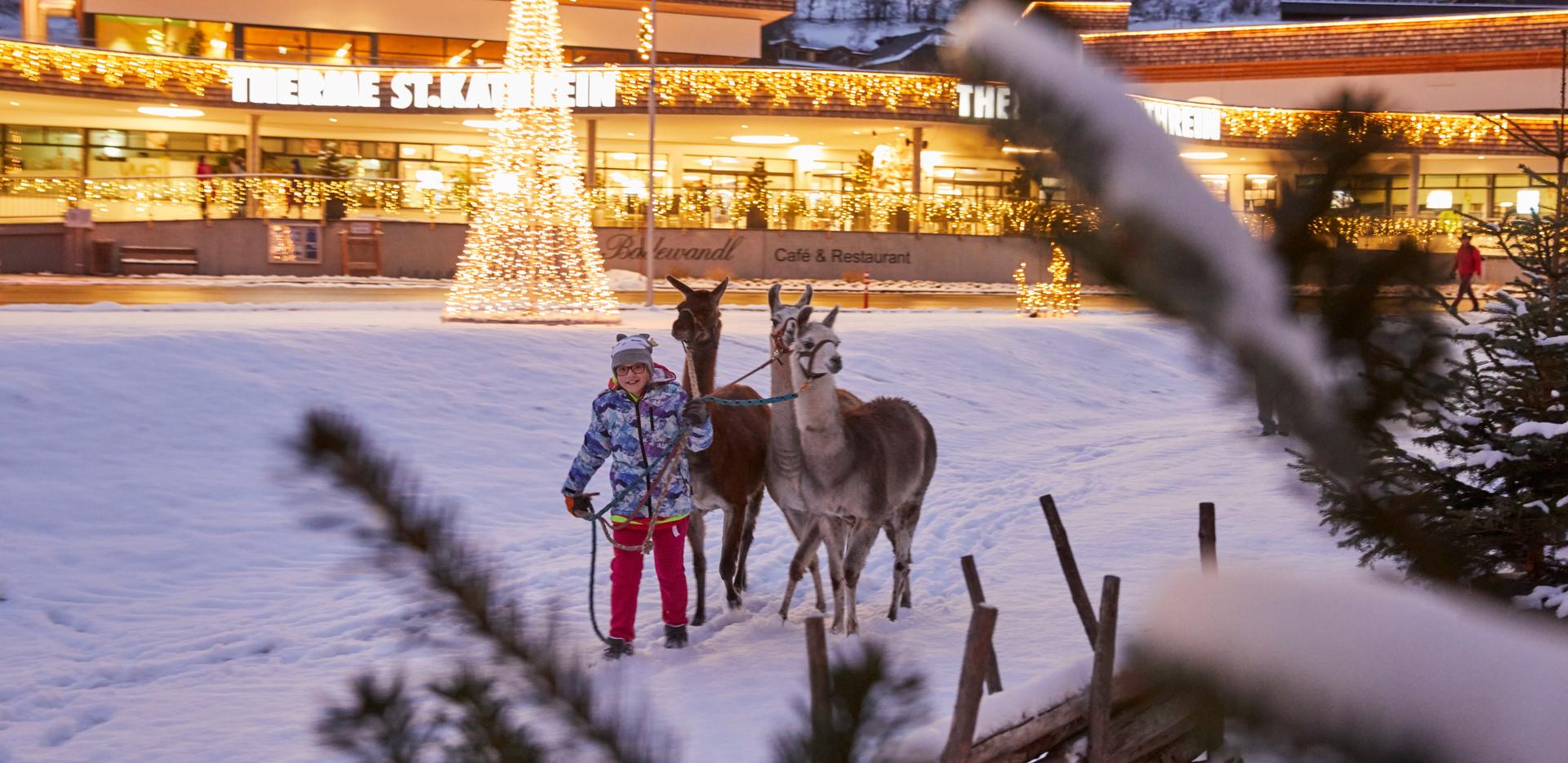 Alpiner_Thermen-Advent_Lamas © BRM - Johannes Puch Alpiner_Thermen-Advent_Lamas © BRM - Johannes Puch