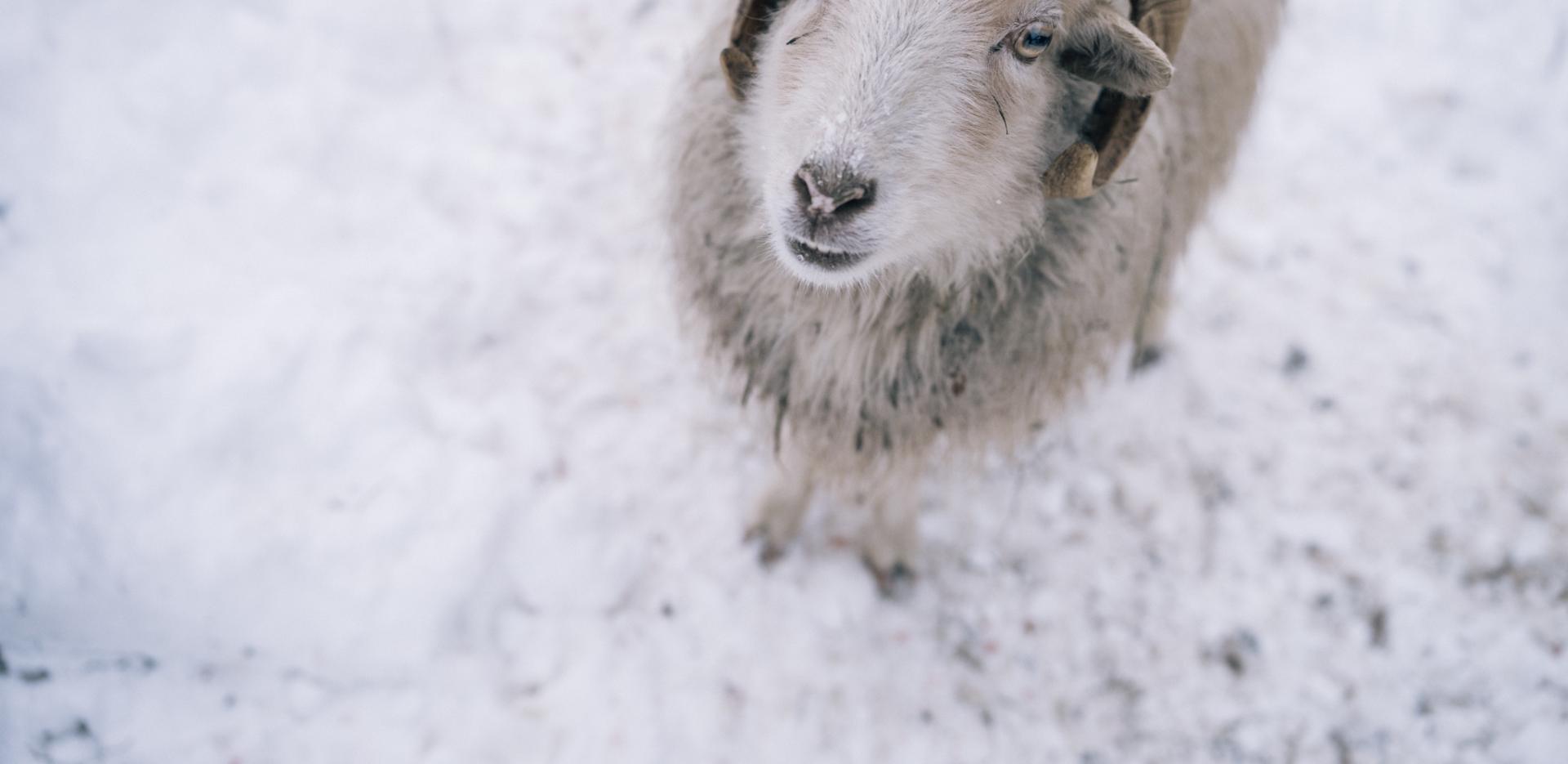 Der Kirchheimerhof Der Kirchheimerhof