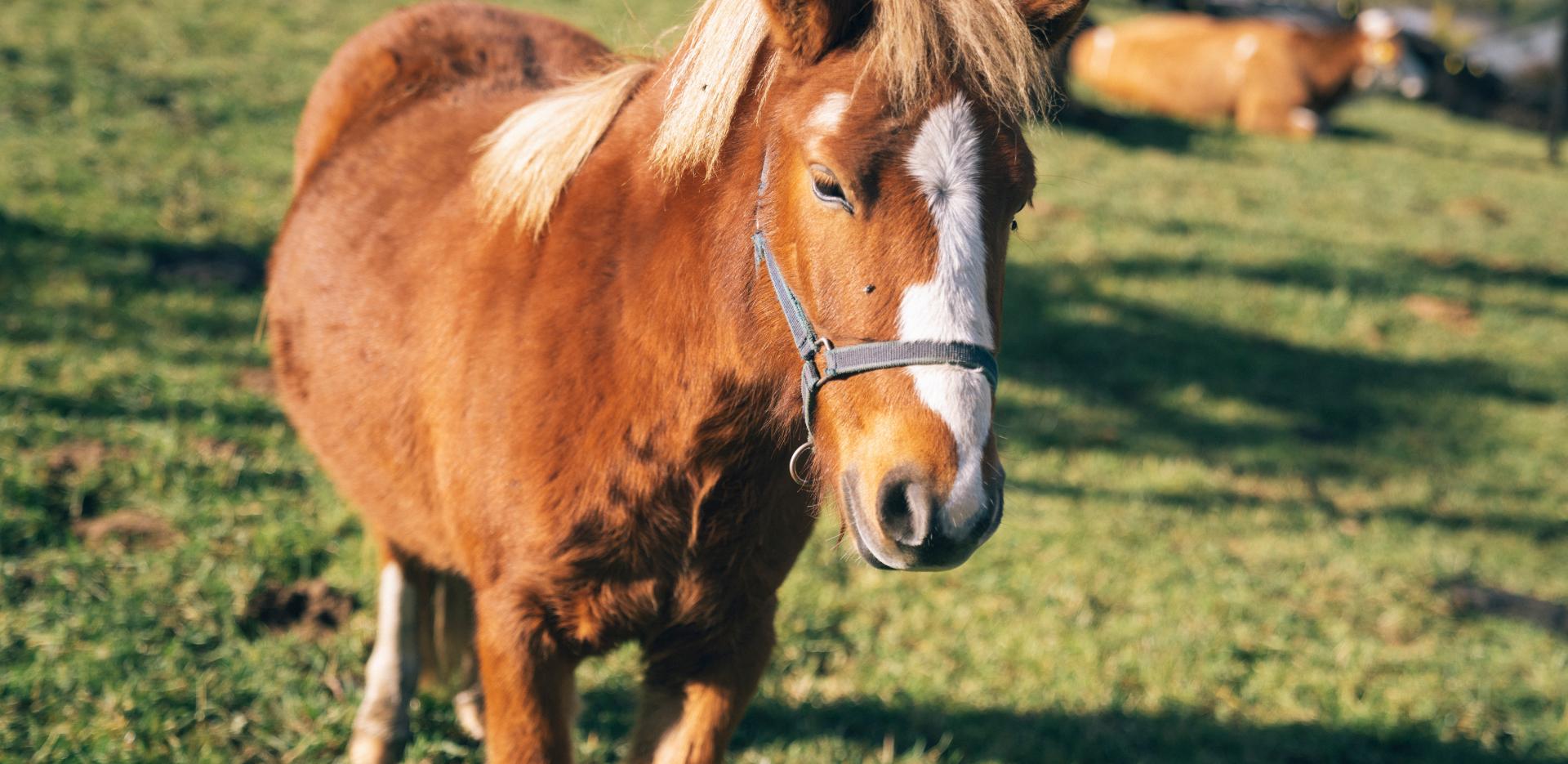 475-5539-HR_kirchheimerhof©gert_perauer 475-5539-HR_kirchheimerhof©gert_perauer