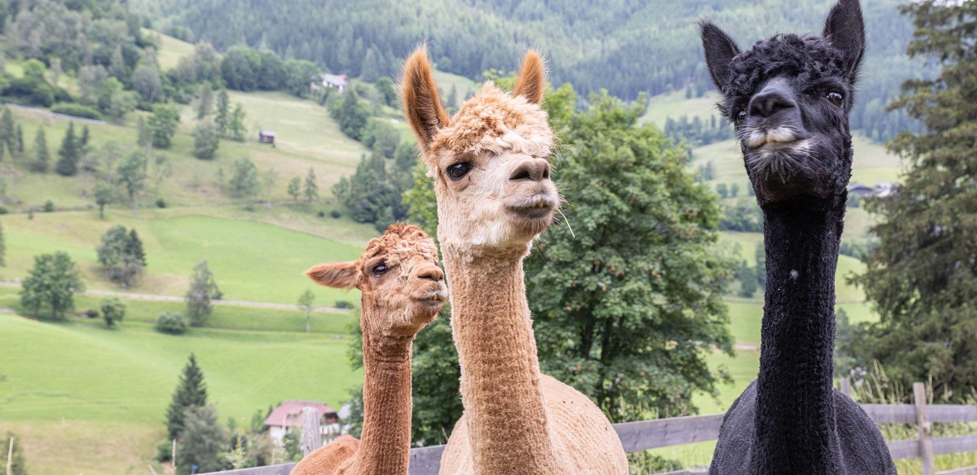 1001 G'Spass mit Alpaka, Pony & Co 1001 G'Spass mit Alpaka, Pony & Co