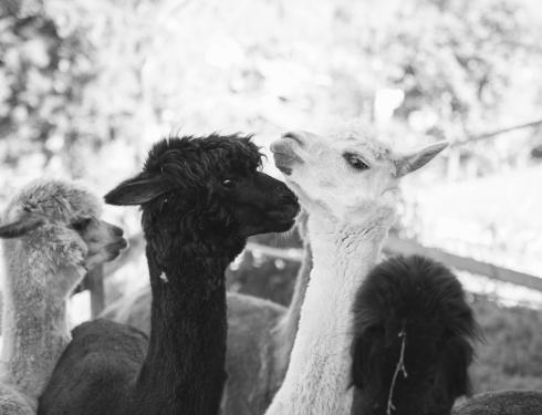 Der Kirchheimerhof Der Kirchheimerhof