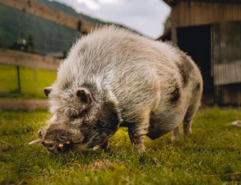 K1024_Hotel_Kirchheimerhof-48