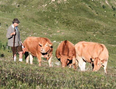 Mann mit drei Kühen auf der Weide Weide Kühe