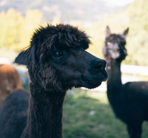 Der Kirchheimerhof Der Kirchheimerhof