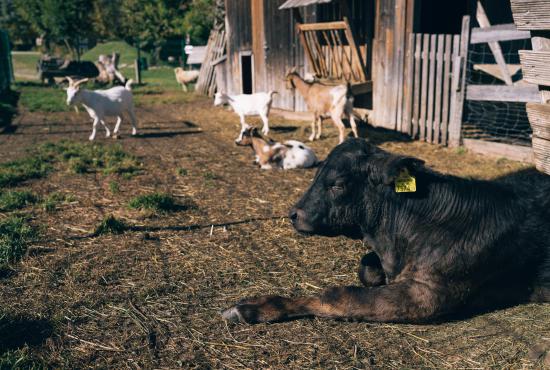 Der Kirchheimerhof Der Kirchheimerhof