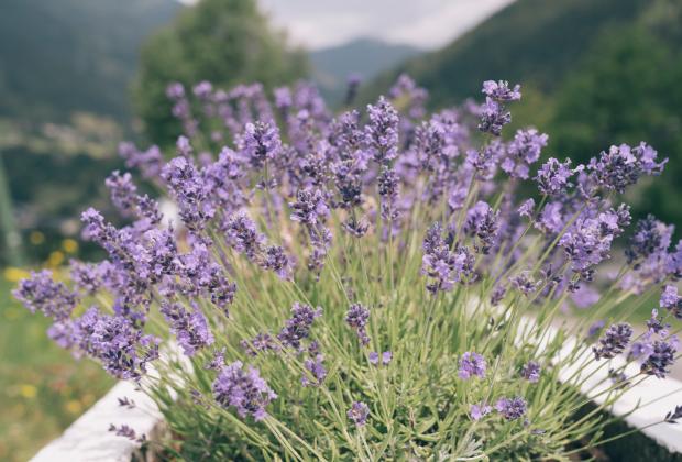 Der Kirchheimerhof Der Kirchheimerhof