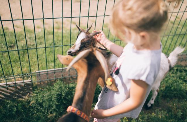 247-4828-HR_kirchheimerhof_look©gert_perauer 247-4828-HR_kirchheimerhof_look©gert_perauer