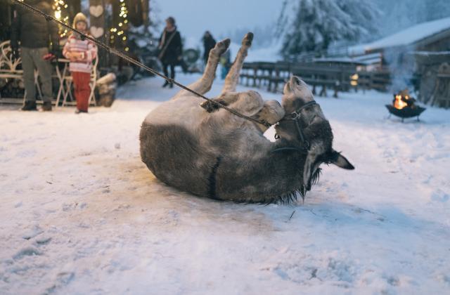 Esel im Schnee 