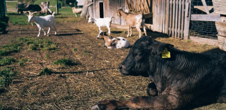 Der Kirchheimerhof Der Kirchheimerhof